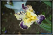 Gelblila getigert 80cm.webp