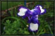 Stepping Out 90cm.webp