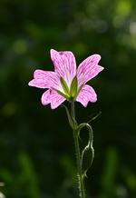 DSC_1714.webp