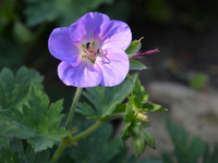 DSC_1718.webp