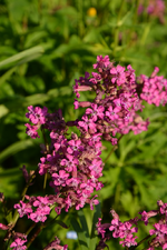 DSC_1720.webp