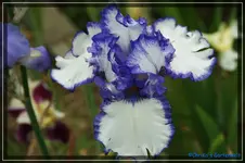 Weiß lila umrandet 90cm.webp