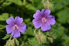 DSC_1716.webp