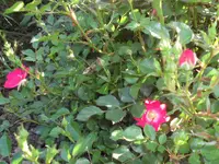SAM_4151.webp