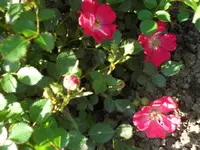SAM_4154.webp