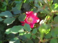 SAM_4153.webp