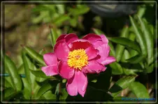 Pinky Dream.webp