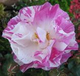sorbet framboise.webp