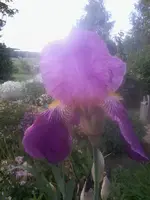 Violett.webp