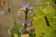Iris sib. Salamander Crossing.webp