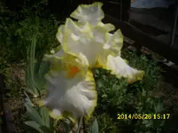 der Garten 300.webp