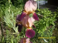 der Garten 292.webp