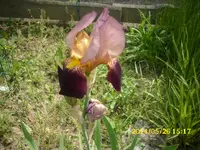 der Garten 303.webp