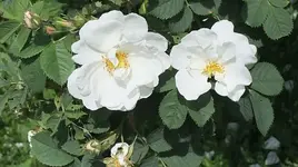 062.webp