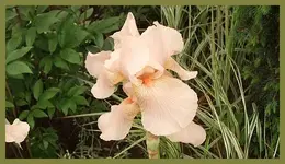 091.webp