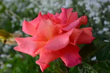 DSC_0001.webp
