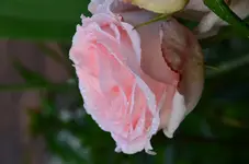 DSC_0004.webp