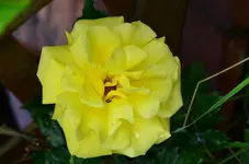 DSC_0005.webp