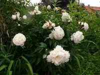 k-P1070911.webp