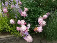 k-P1070912.webp