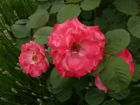 k-P1070915.webp