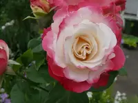 k-P1070916.webp