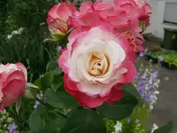 k-P1070917.webp