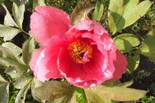 2014_0526Frühling0013.webp