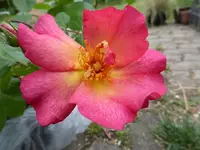 P1090710.webp