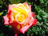 Rose.webp