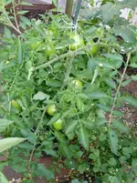 1SAM_0002.webp