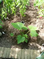 1SAM_0009.webp