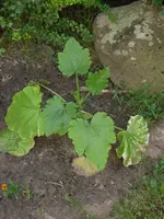 1SAM_0008.webp