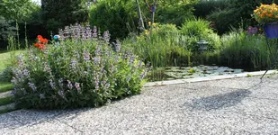 Salbei.webp