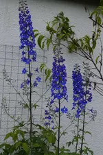 _DSC5871.webp
