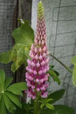 _DSC5880.webp