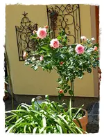 Augusta Luise.webp
