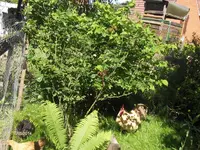 HPIM0579.webp
