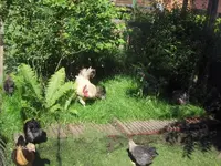 HPIM0580.webp