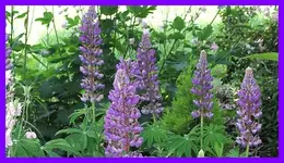 005.webp