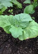 Aubergine.webp