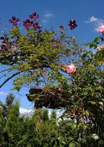 Clematis1.webp