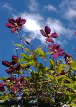Clematis2.webp