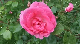 220.webp