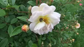 218.webp