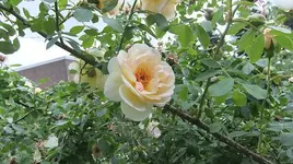 221.webp