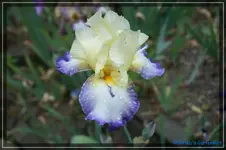 Echessier 95cm.webp