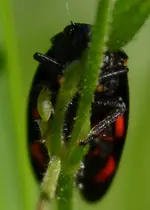 Blutzikade.webp
