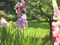 Garten Juni1 007.webp