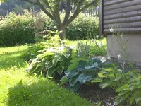 Garten Juni1 012.webp